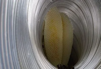 南丹市ミツバチ駆除の事例
