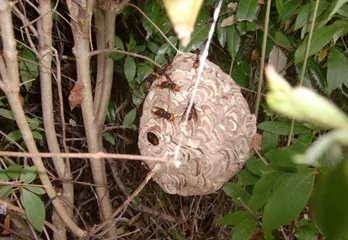 香芝市のスズメバチ駆除の事例