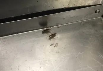 奈良市ゴキブリ駆除の事例
