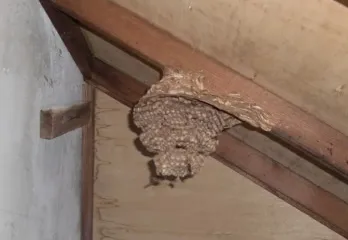奈良市スズメバチ駆除の事例