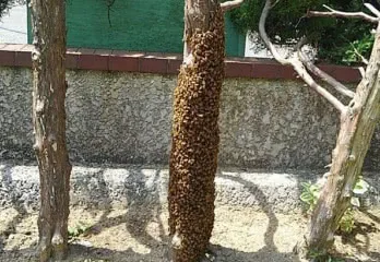 大和高田市ミツバチ駆除の事例