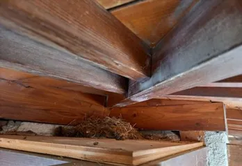 池田市の鳥の巣駆除のケース