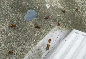 松原市のスズメバチ駆除のケース