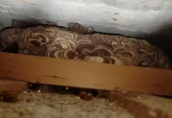 松原市のスズメバチ駆除のケース