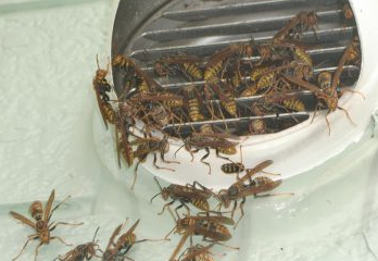 箕面市のアシナガバチ駆除の事例