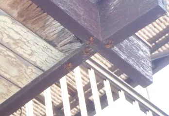 箕面市アシナガバチ駆除のケース