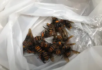 寝屋川市のオオスズメバチ駆除の事例