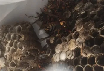 寝屋川市アシナガバチ駆除のケース