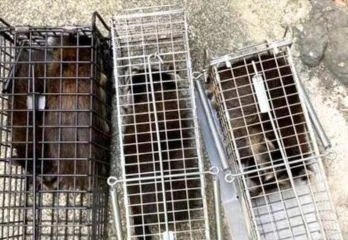 大阪市旭区のアライグマ駆除の事例