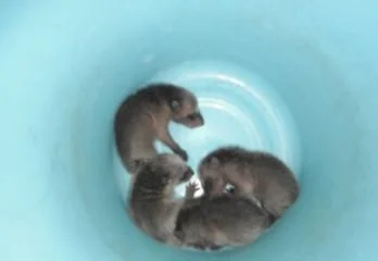 大阪市福島区のアライグマ駆除の事例