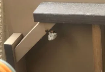 大阪市東淀川区アシナガバチ駆除の事例