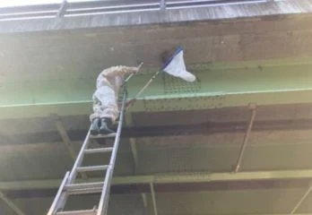 大阪市区東淀川区のスズメバチ駆除のケース
