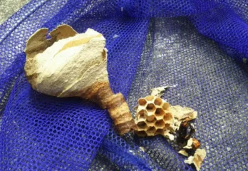 大阪市生野区のスズメバチ駆除のケース
