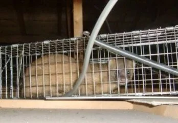 大阪市城東区のイタチ駆除の事例