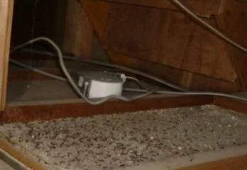 大阪市城東区のコウモリ駆除のケース