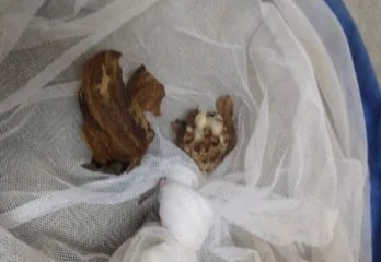 大阪市北区のスズメバチ駆除のケース