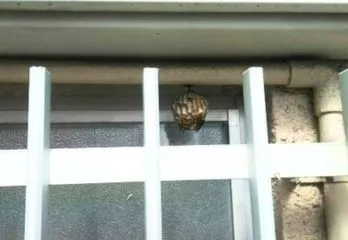 大阪市淀川区のスズメバチ駆除の事例