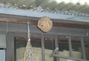 大阪市淀川区アシナガバチ駆除の事例