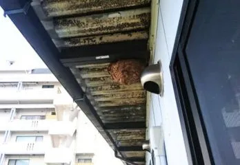 大阪市区淀川区のスズメバチ駆除のケース