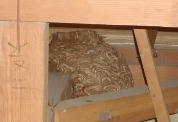 吹田市のスズメバチ駆除の事例