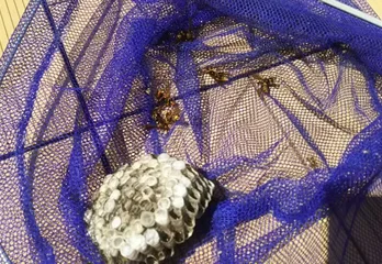吹田市のアシナガバチ駆除のケース