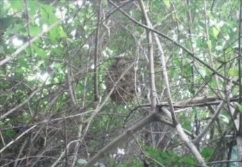 高石市のスズメバチ駆除の事例