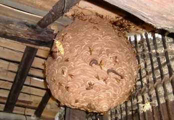 高槻市のスズメバチ駆除の事例