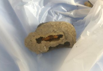 高槻市ドロバチ駆除の事例
