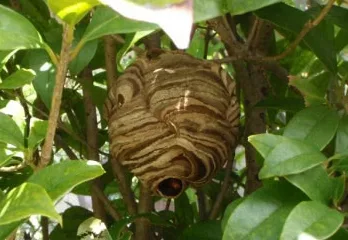 富田林市のスズメバチ駆除の事例