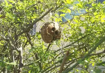 豊能郡豊能町のアシナガバチ駆除の事例