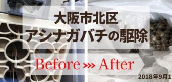 大阪市北区・店舗のアシナガバチ駆除の事例　の駆除