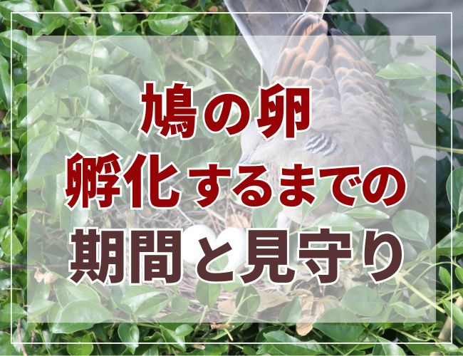 鳩の卵孵化するまでの期間と見守り