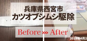 兵庫県西宮市・個人宅のカツオブシムシ駆除の事例　の駆除