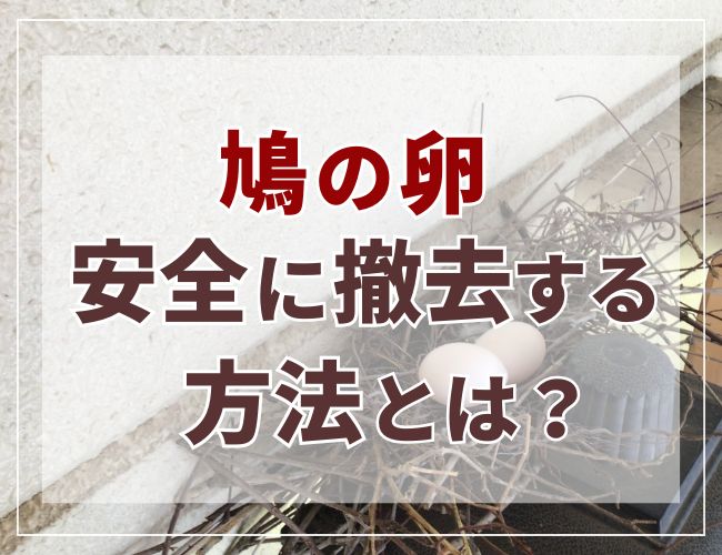 鳩の卵安全に撤去する方法とは？