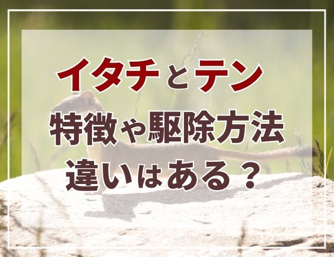 イタチとテン特徴や駆除方法に違いはある？