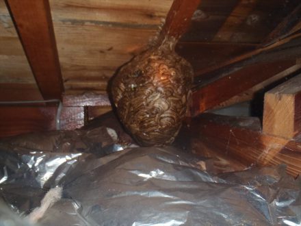 川西市・個人宅の蜂の巣駆除の事例　の処理前写真（拡大）