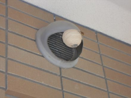 京都市西京区・宿泊施設のスズメバチ駆除の事例の処理前写真(2)