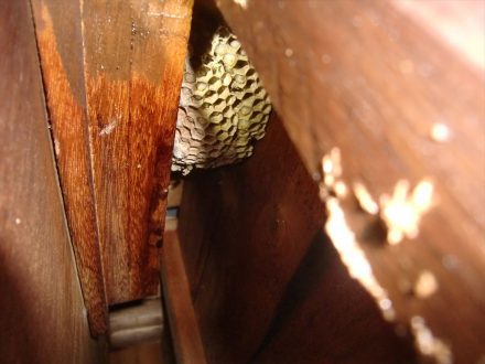 京都市西京区・個人宅のアシナガバチ駆除の事例　の処理前写真(2)