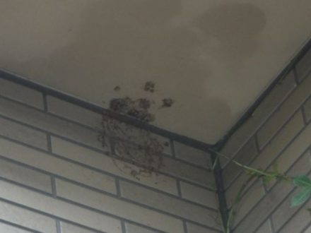 南丹市・個人宅のスズメバチ駆除の事例　の処理後写真（拡大）