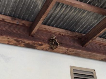 大阪狭山市・個人宅のスズメバチ駆除の事例　の処理前写真（拡大）