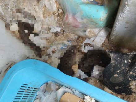 奈良市・施設のネズミ駆除の事例の処理後写真(2)