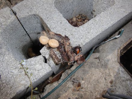 三木市・保育園のセアカゴケグモ駆除の事例の処理前写真(1)