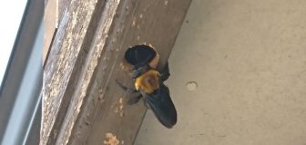 蜂の巣に蚊取り線香は効果があるのか ハチ駆除ならトータルクリーン