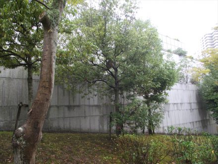 神戸市長田区・会社駐車場のスズメバチ駆除の事例の処理前写真（拡大）