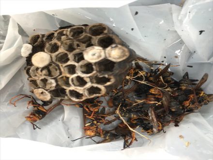 亀岡市・個人宅のアシナガバチ駆除の事例の処理後写真(2)