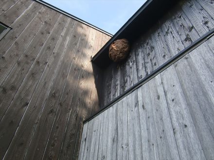 京都市西京区・個人宅のスズメバチ駆除の事例　の処理前写真(1)