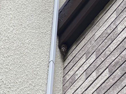 京都市上京区・個人宅のアシナガバチ駆除の事例　の処理前写真(1)