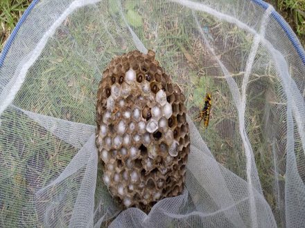 南丹市・個人宅のアシナガバチ駆除の事例　の処理後写真(2)