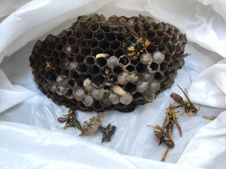 亀岡市・個人宅のアシナガバチ駆除の事例　の処理後写真(2)