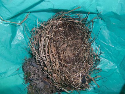 堺市・個人宅のムクドリの巣撤去の事例　の処理後写真(1)